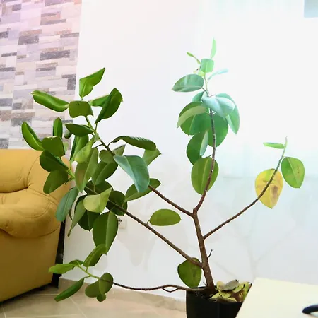 Apartament The Bllok Spot Tirana